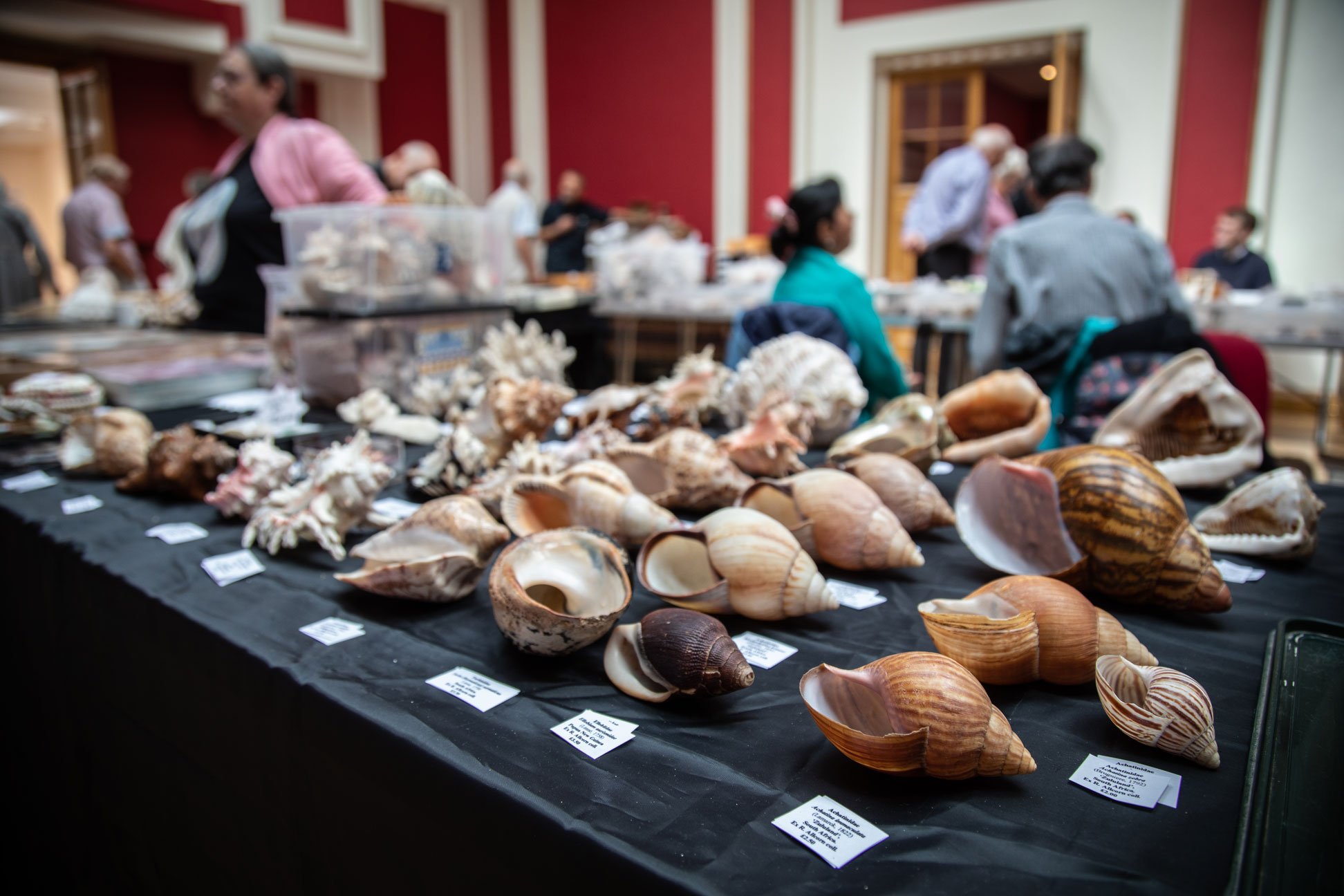 British Shell Collectors' Club