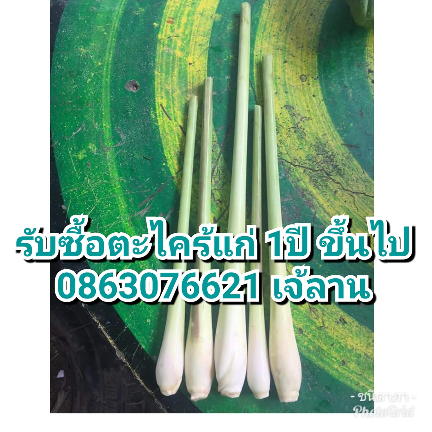 ต้องการตะไคร้สด... - YOK อบ บด บรรจุ อย gmp/haccp codex halal สมุนไพร ...