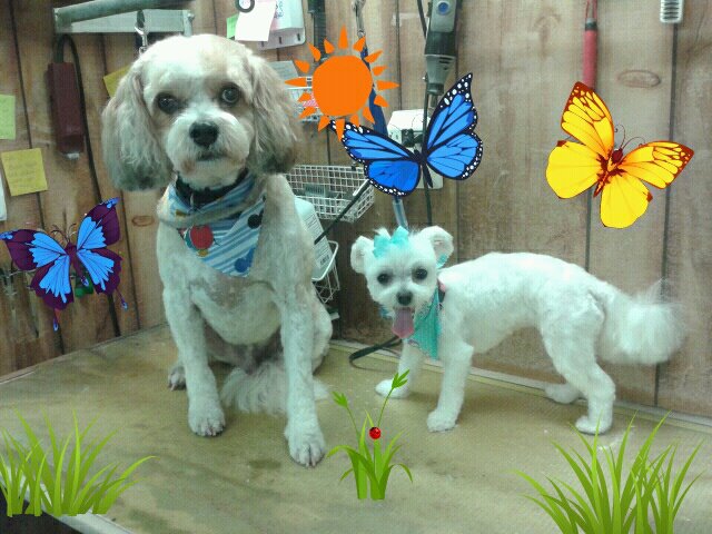 Curated visual reference: Dog Grooming For Hot Weather Reference: Elida Dog Grooming Rusty And His Sister Bella Are Ready
