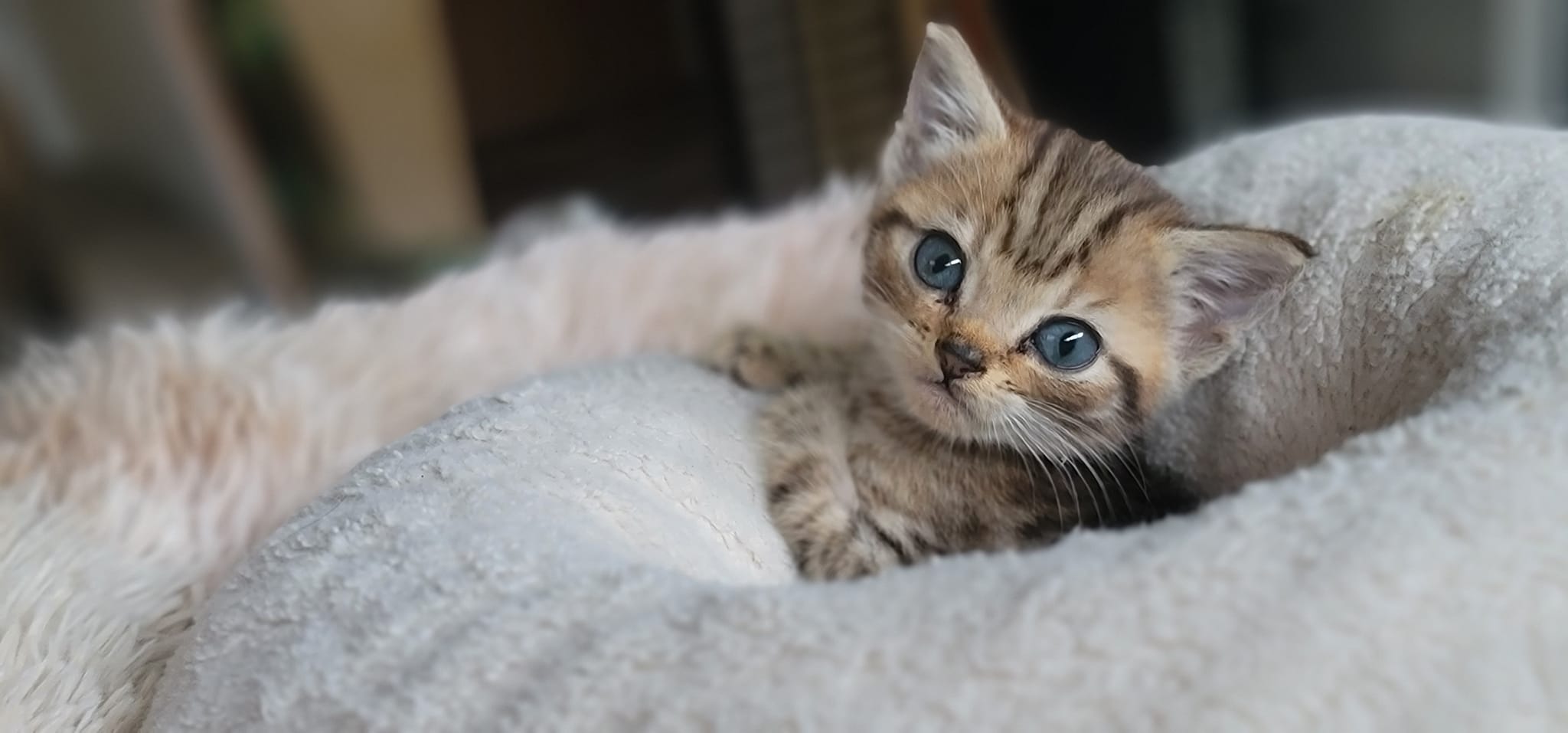 we still have one last TNR... - Carolina Spay Neuter & TNR | Facebook
