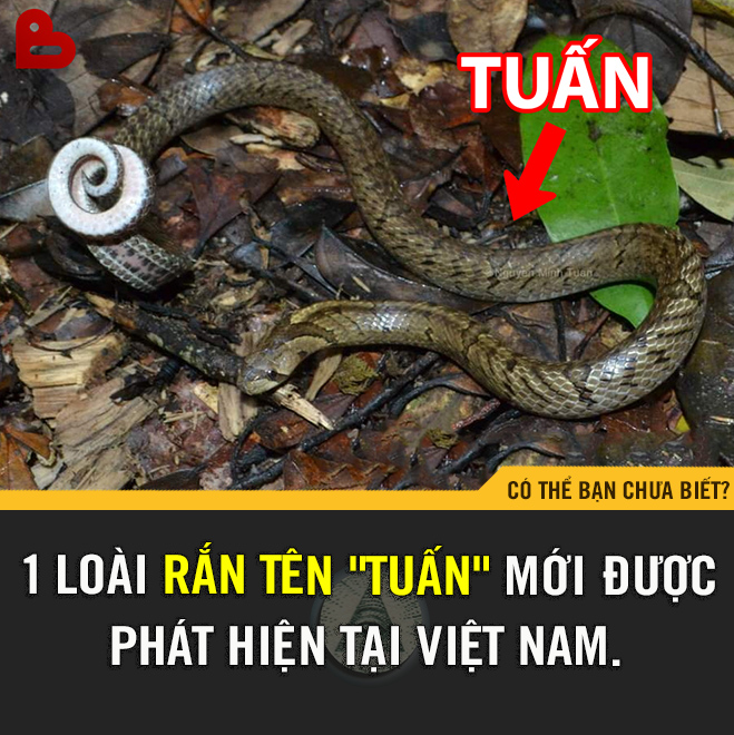 Có thể bạn chưa biết? - RẮN TUẤN - LOÀI MỚI TRÊN THẾ GIỚI 🐧 Mới đây ...