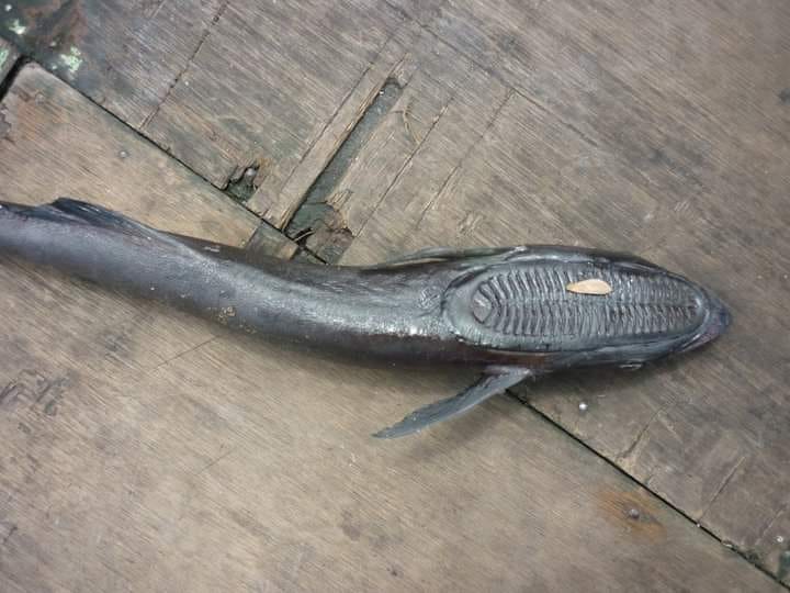 Tahukah Awak Semua Ikan Tapak Kasut Tuna Biru Pulau Aur Facebook