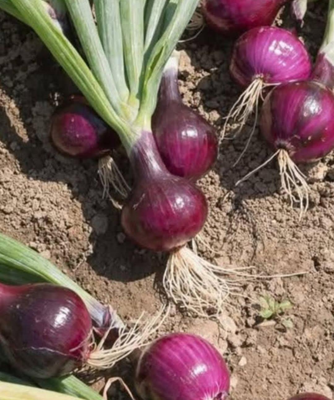 onions can cause heinz bodies reduced glutathione Doctors reveal that eating causes… See more 5-amino-1mq injection dosage protocol -Primary Health Interest: Stress Product Type:1667 Capsules