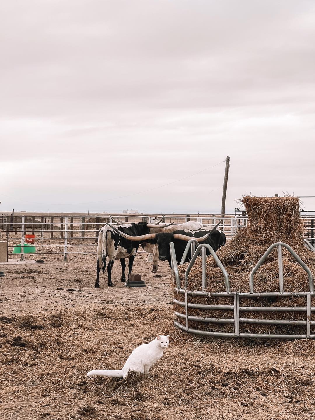 3P Ranch - Our cattle are used to Blanco around here and... | Facebook