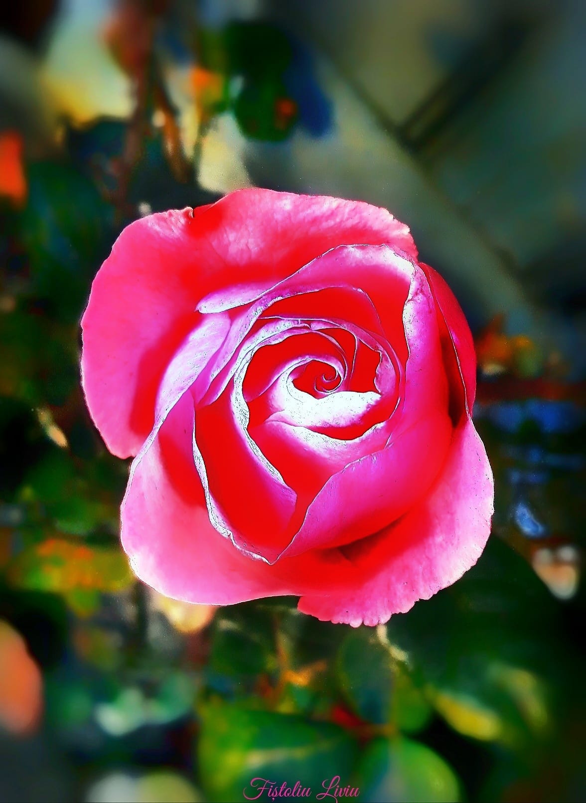 ピンクの薔薇