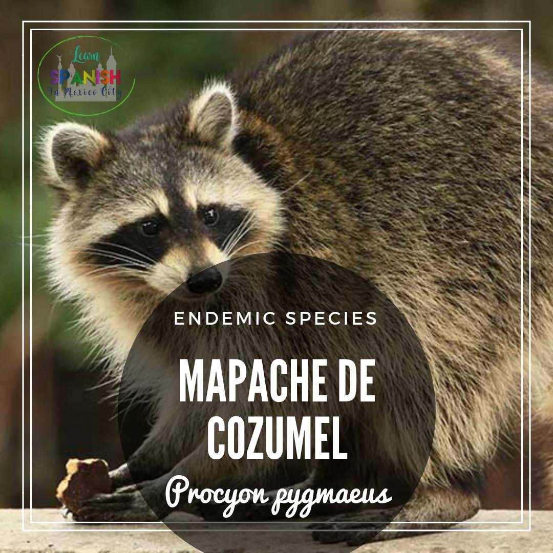 Learn Spanish in Mexico City - Endemic Species The Cozumel raccoon is a ...