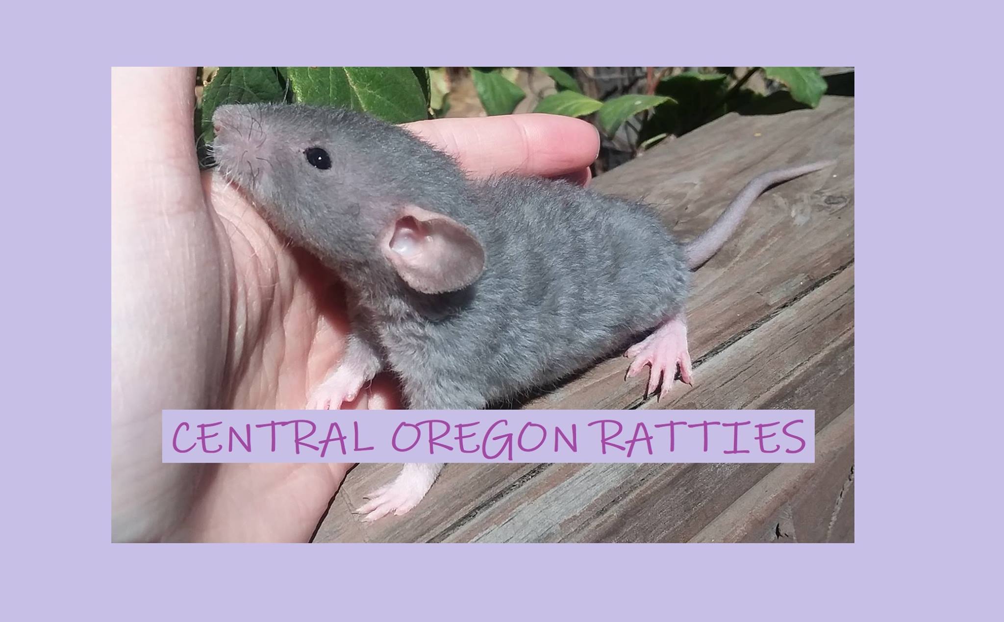 Central Oregon Ratties