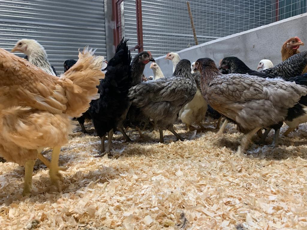 Freeway Poultry - Our new flock of Point Of Lay Pullets...