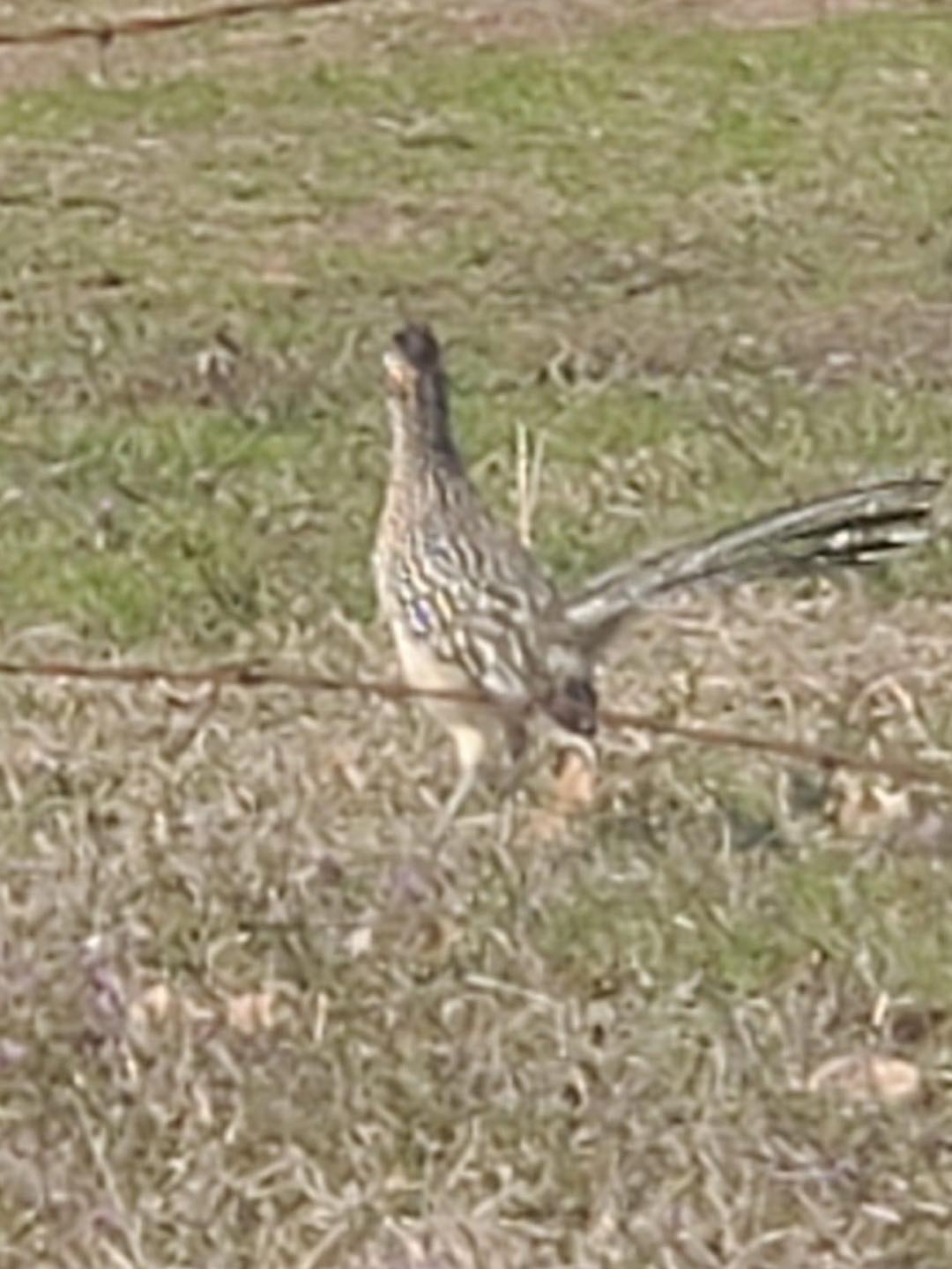 Chaparral roadrunner spotted in NE Texas