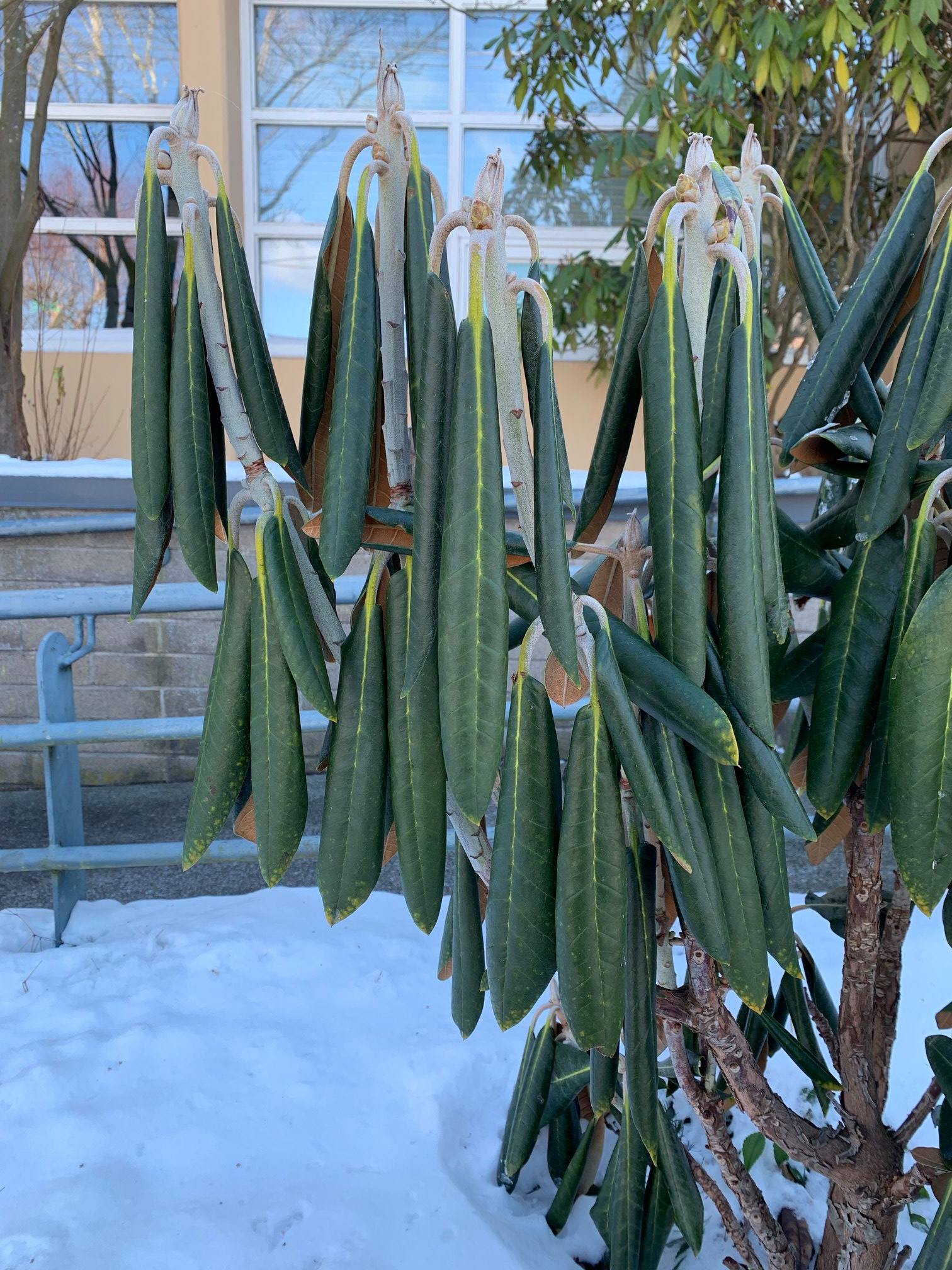 You know it's cold when the rhododendrons experience shrinkage
