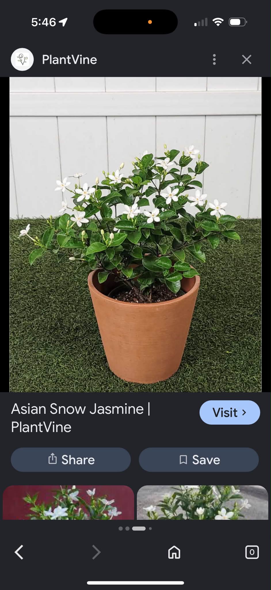 Jasmine plant identification in Louisiana gardens