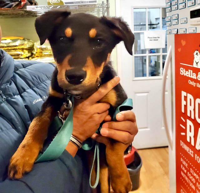 Meet Mercedes, She... - Project Hope Animal Rescue Foundation