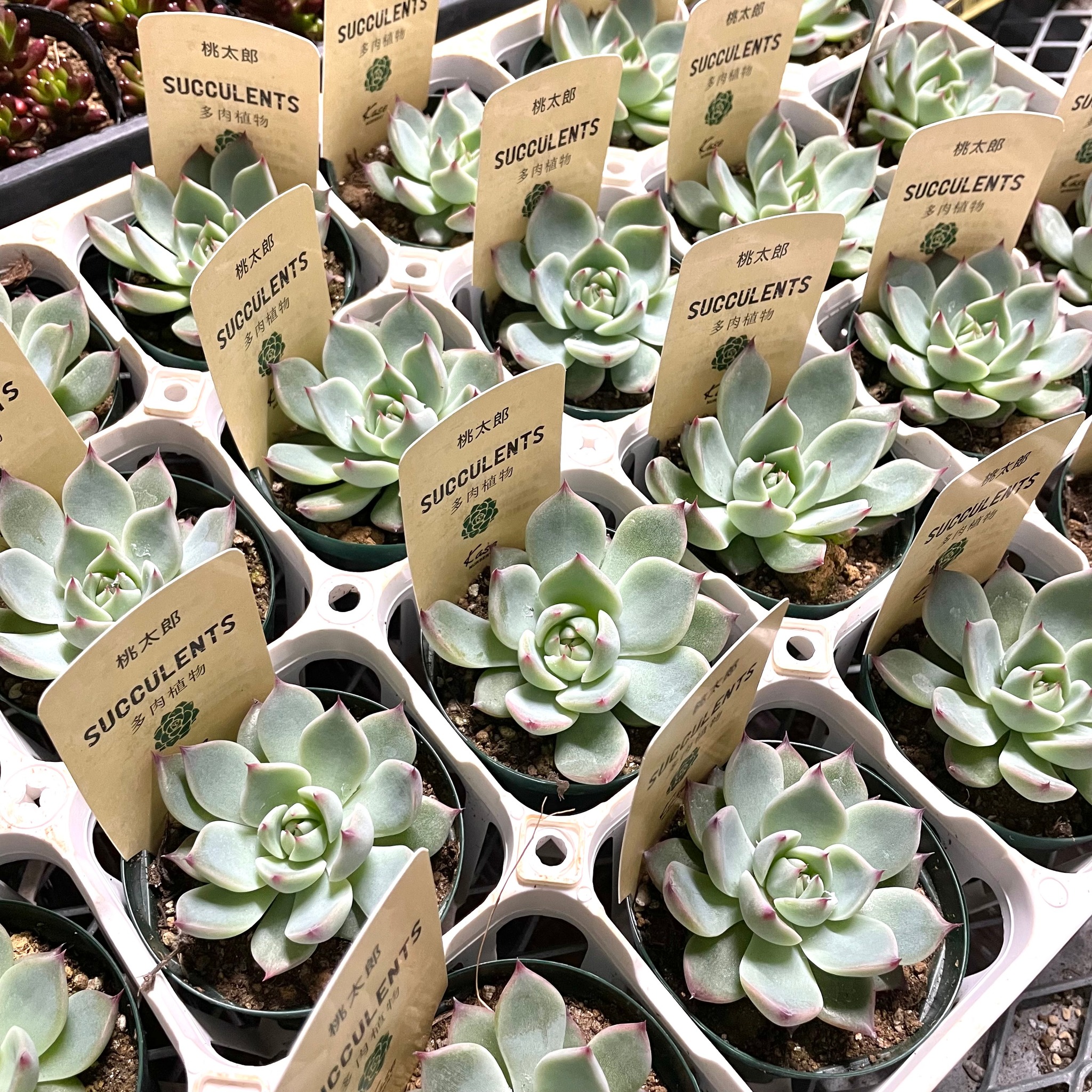 超歓迎された 国内最高苗 仮名 ハリネズミ カランコエ 多肉植物 植物 観葉植物 Rabsmusical In
