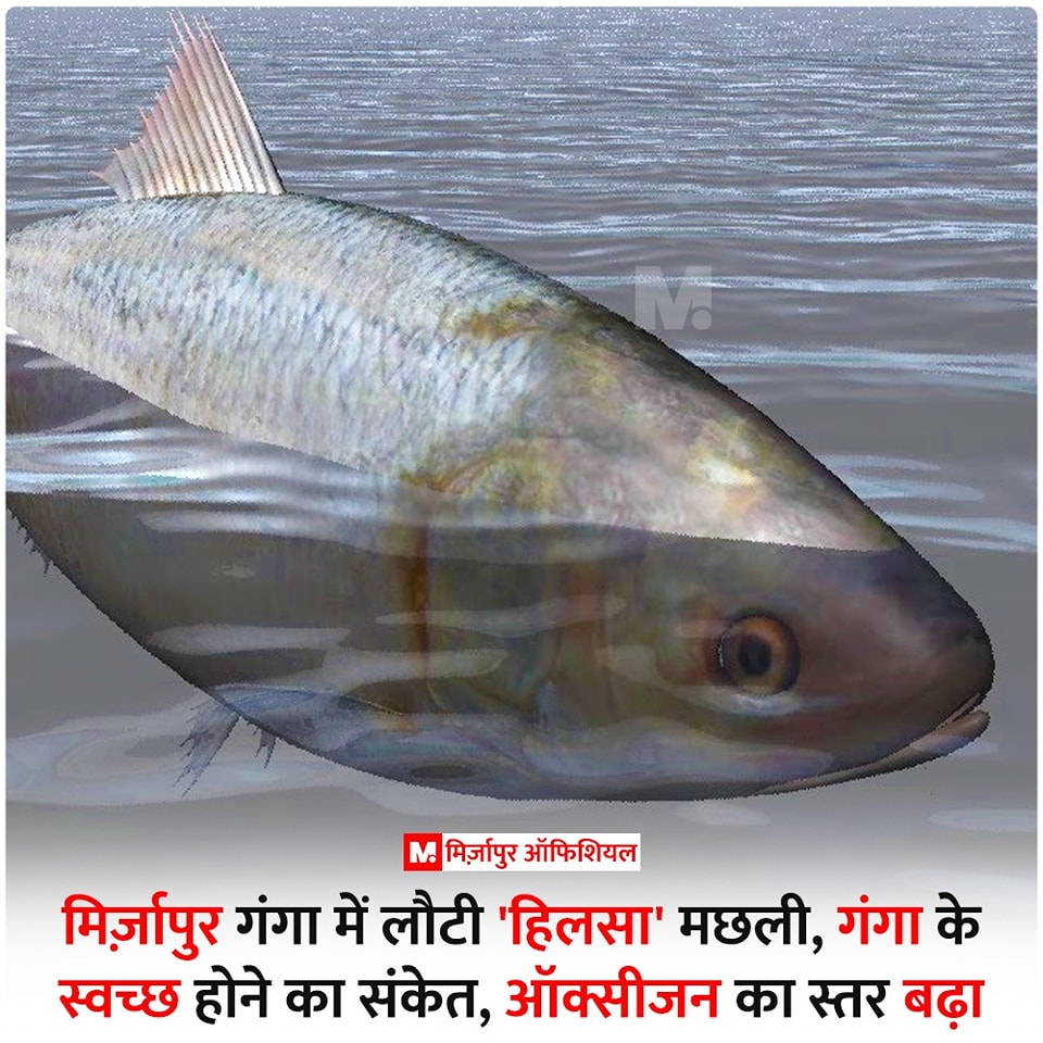 Mirzapur Official - हिलसा मछली का #मिर्ज़ापुर तक पहुंचना गंगा के स्वच्छ ...
