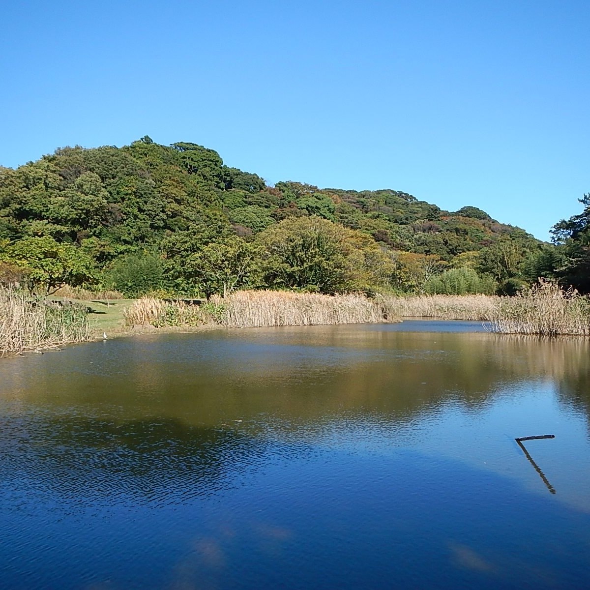池子の森自然公園 | Zushi-shi Kanagawa