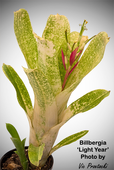 Billbergia 'Ralph Graham French'