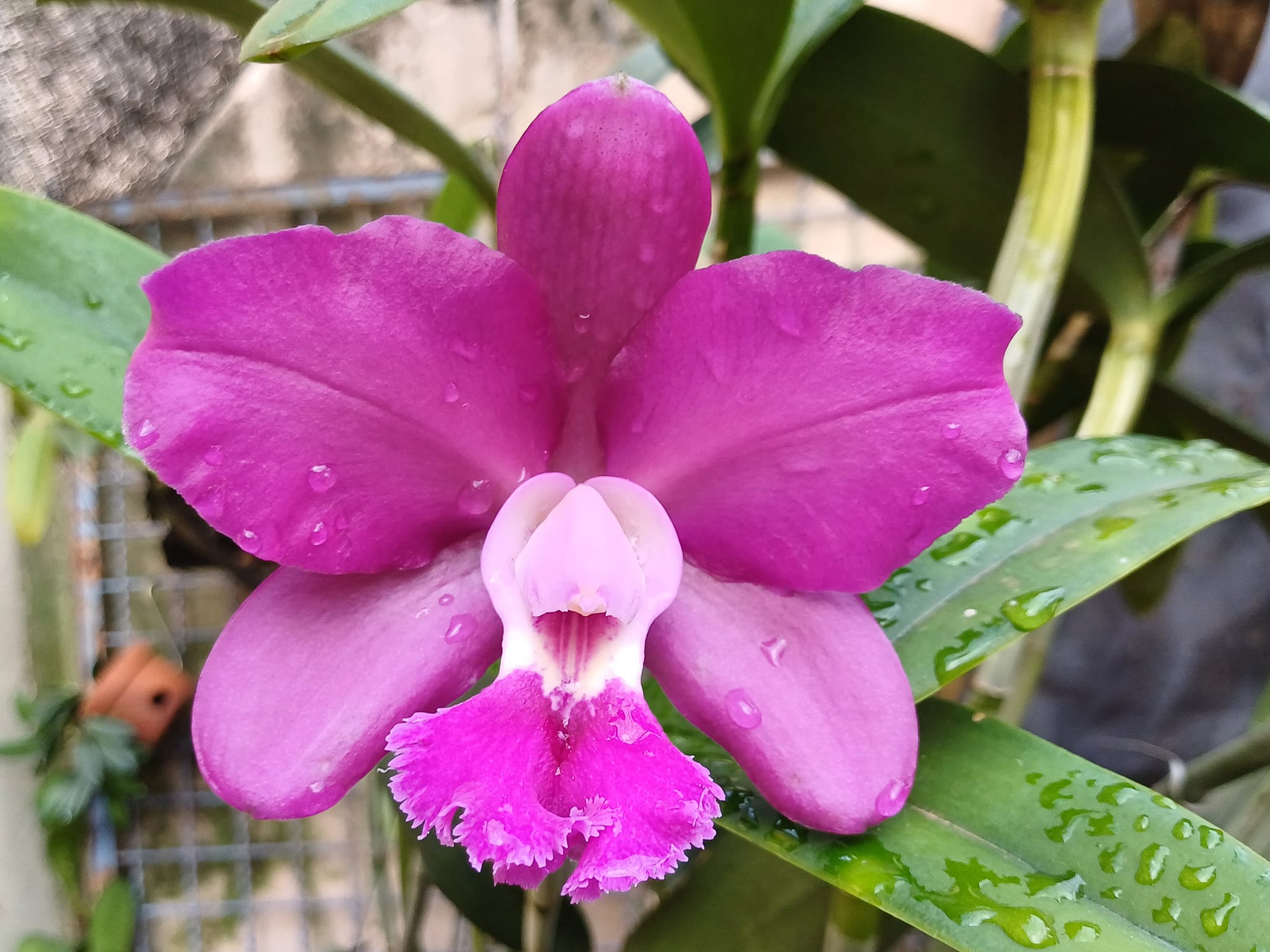 Cattleya Hybrid - 01/09/2019 Rlc Hawaiian Satisfaction x Rlc