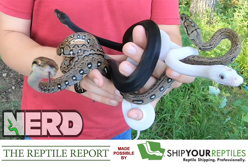 Kevin McCurley shows off some stunning baby ball pythons that he