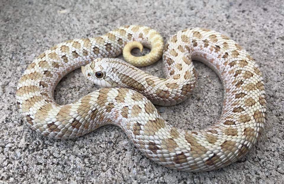 hognose-morphs-frosted-pistachio-triple-recessive