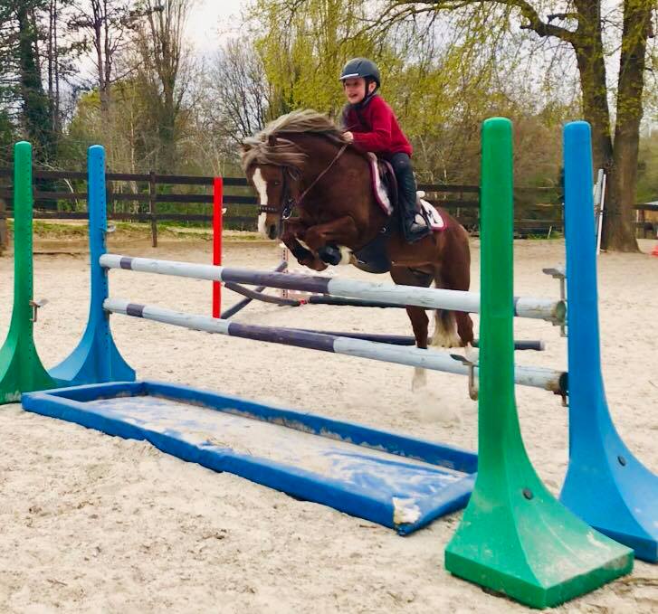 Apy de Reve - étalon poney welsh PB,... - Elevage de Feinn | Facebook