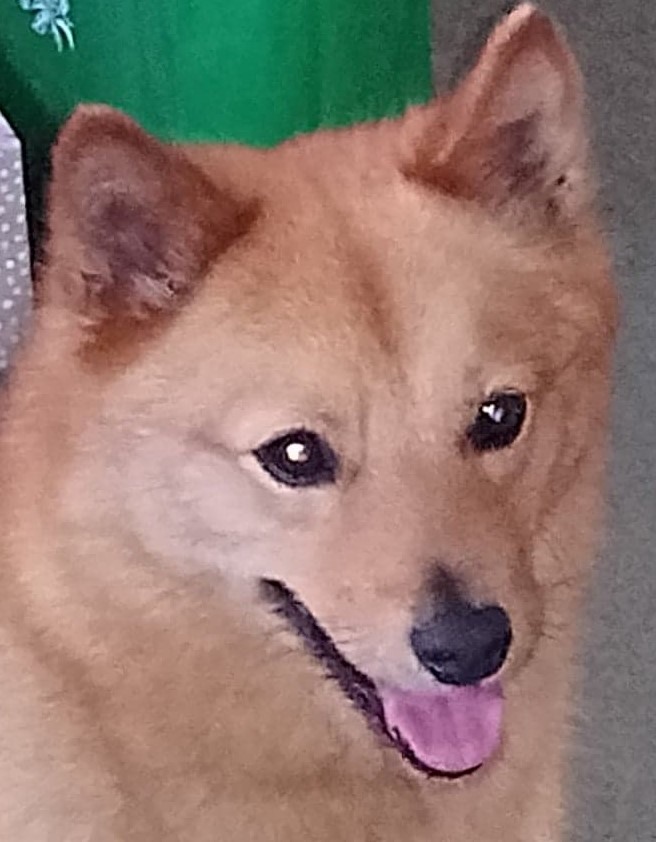 Finnish Spitz Club Uk Posts Facebook