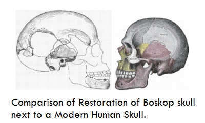 Skull Comparison