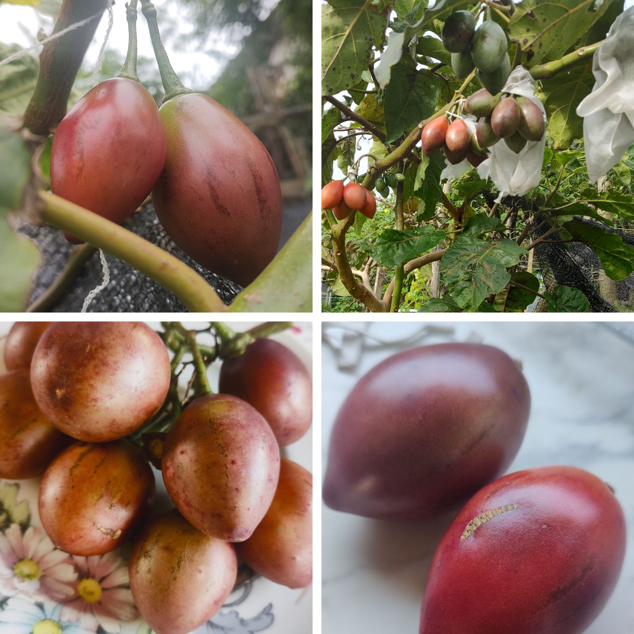 Meus lindos tomate de árvore 😍♥️