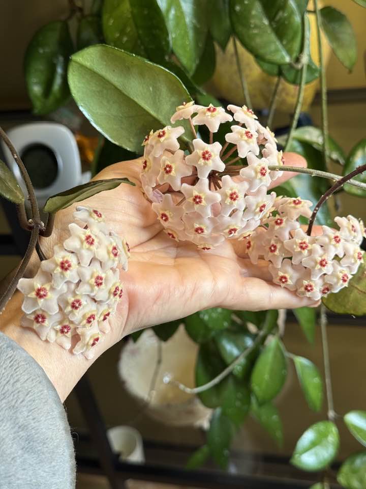 Hoya Mappigera Pink 🌿🌸 #hoyashopbangladesh