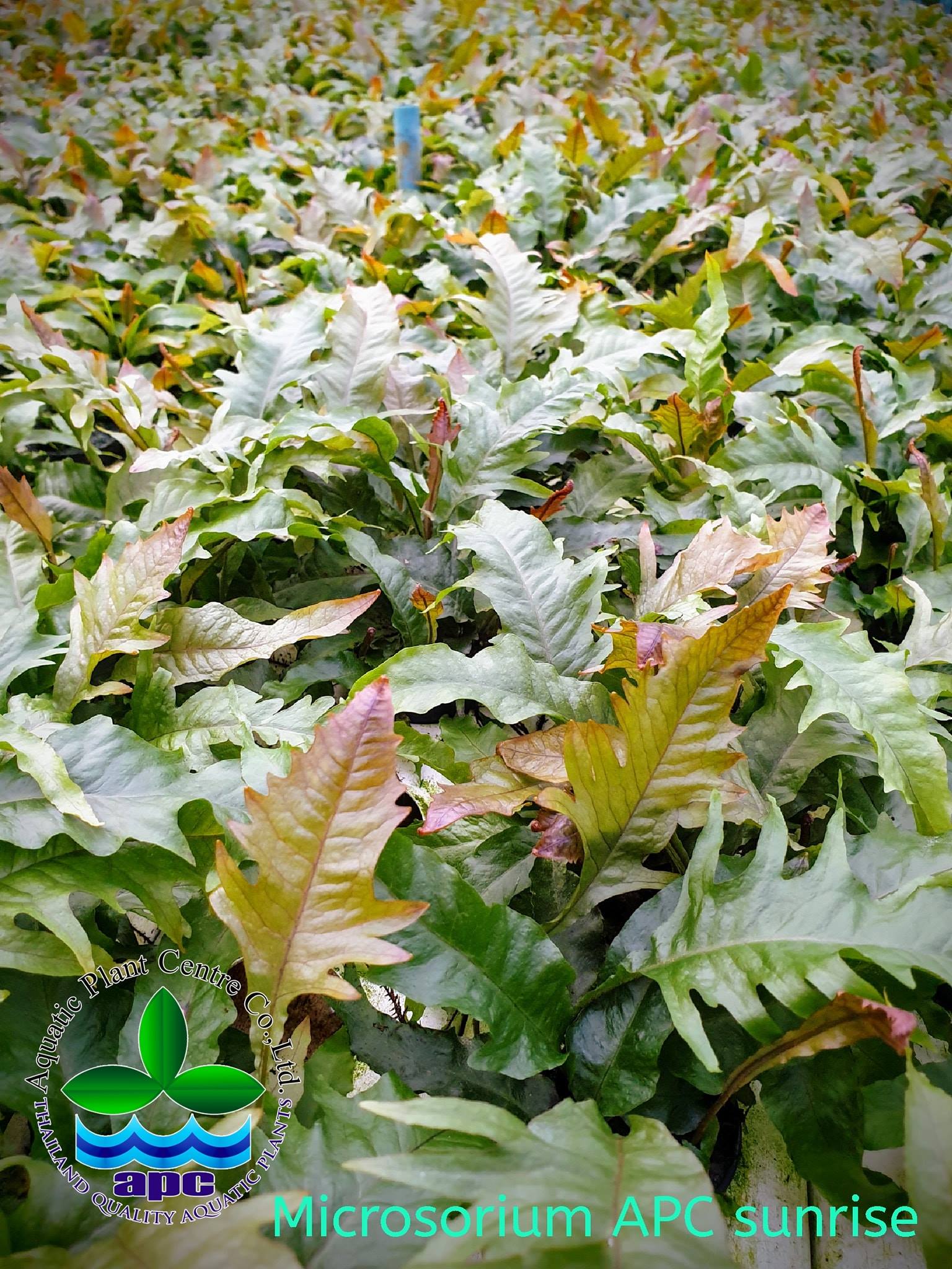 Aquatic Plant Centre Thailand Home Facebook
