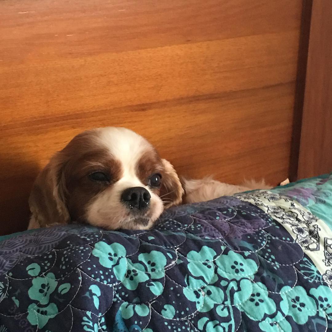 Welcome Dobby to the CSRQ... - Cocker Spaniel Rescue QLD inc | Facebook