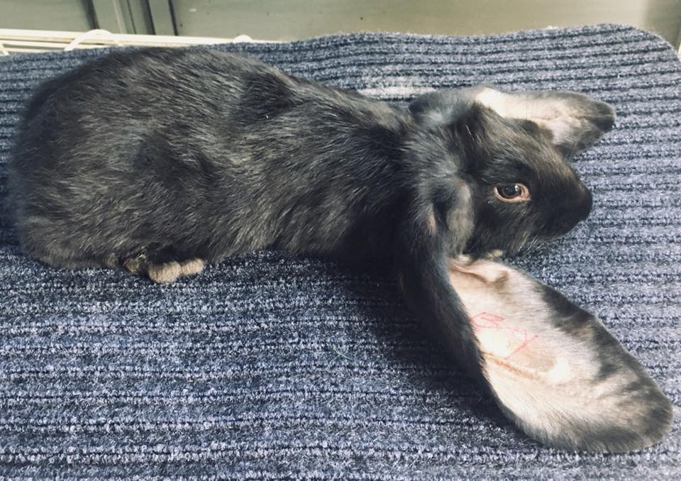 Willow Rose Rabbitry