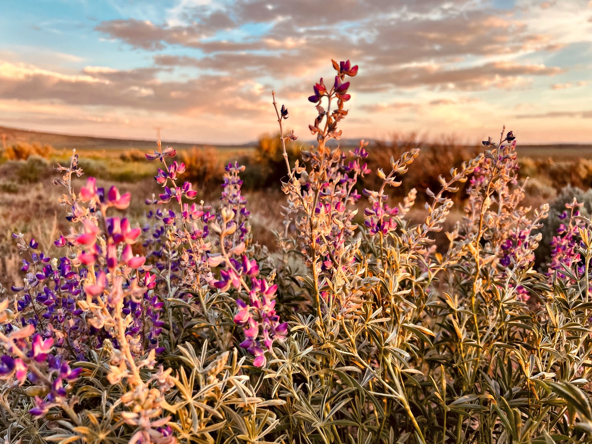 When I... - Sunset Ranch -Ravendale & Standish locations