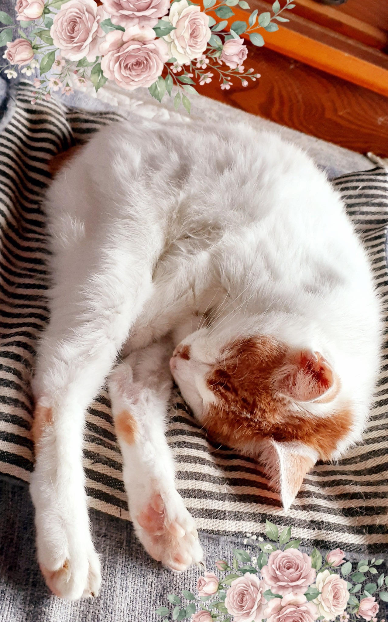 猫大好き(犬もね) | Facebook