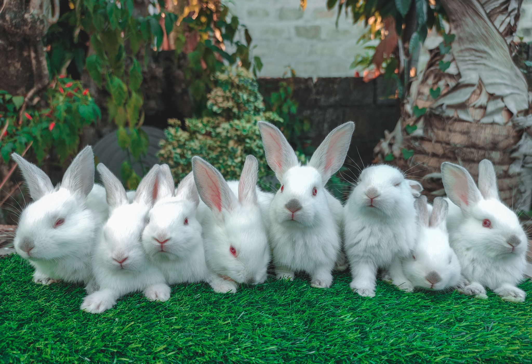 RK's Rabbitry | Bulacan