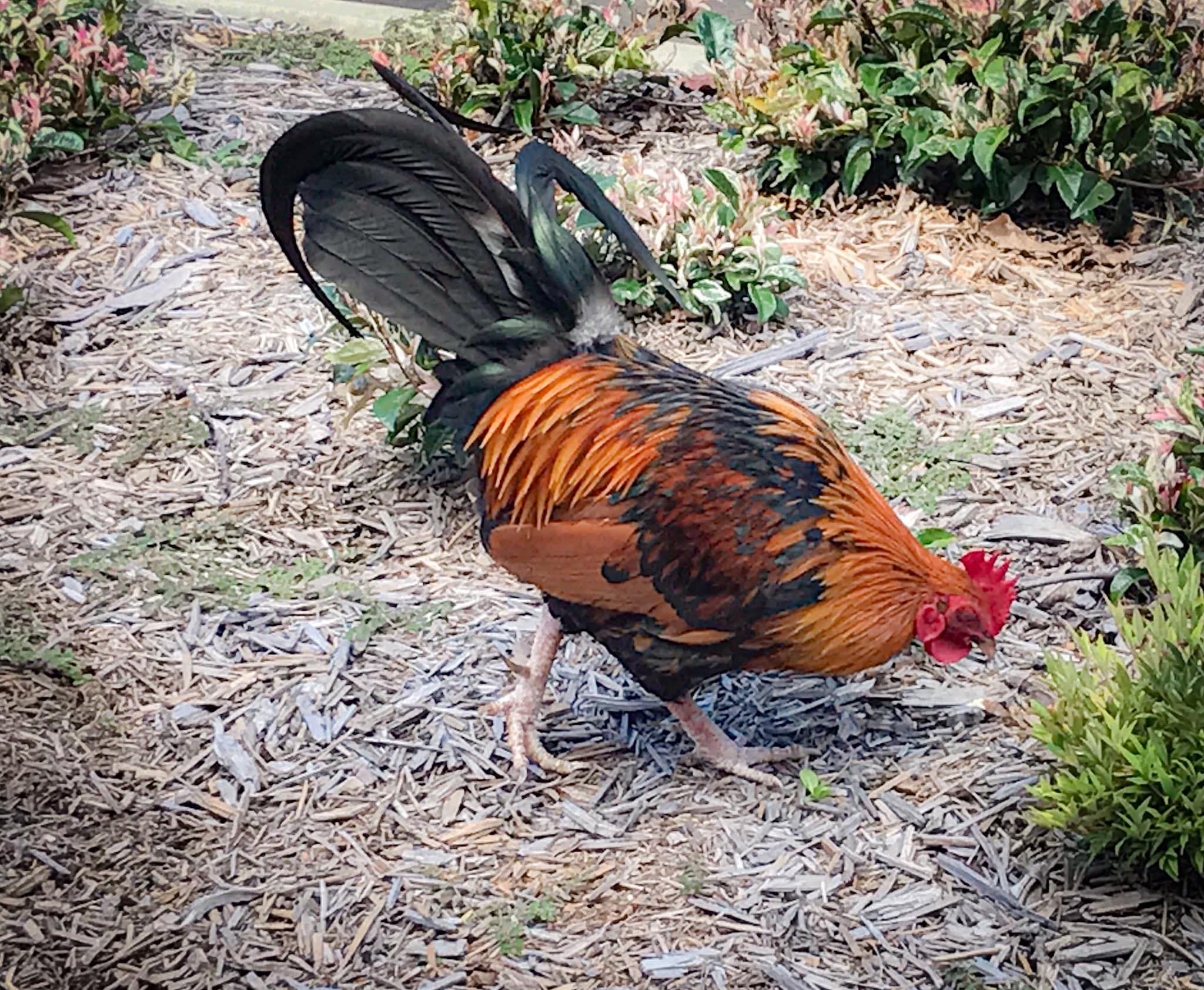 Rodney The Rooster | Dorrigo NSW