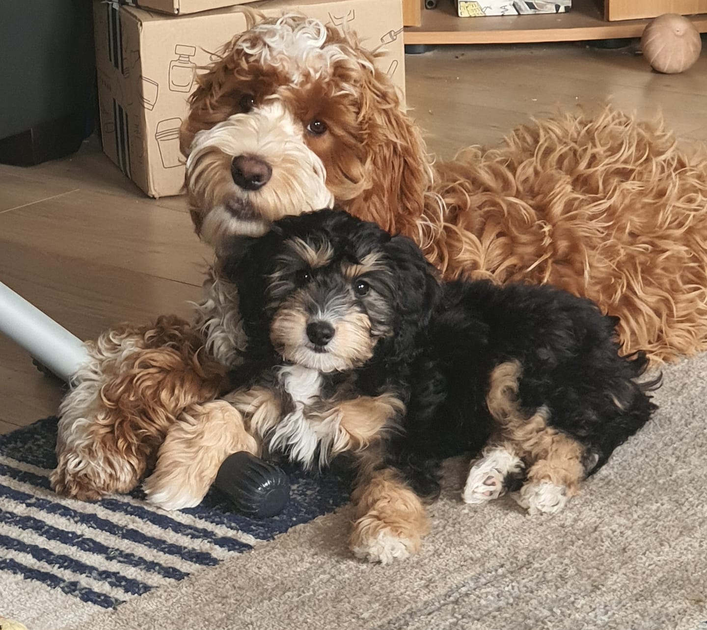 Barney the Cockapoo and Millie too | Facebook