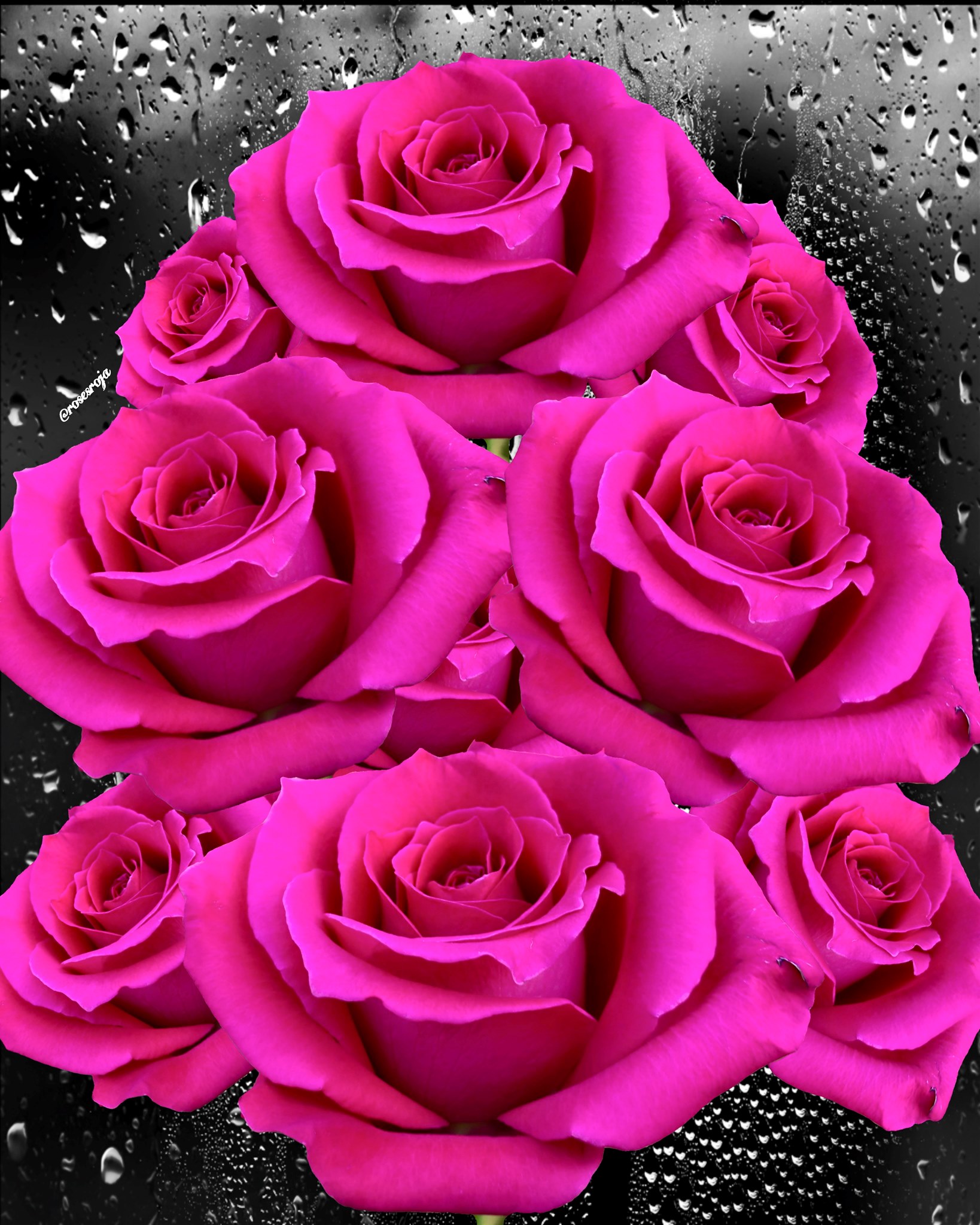 Roses - 𝐇𝐚𝐯𝐞 𝐚 𝐧𝐢𝐜𝐞 𝐝𝐚𝐲 | Facebook