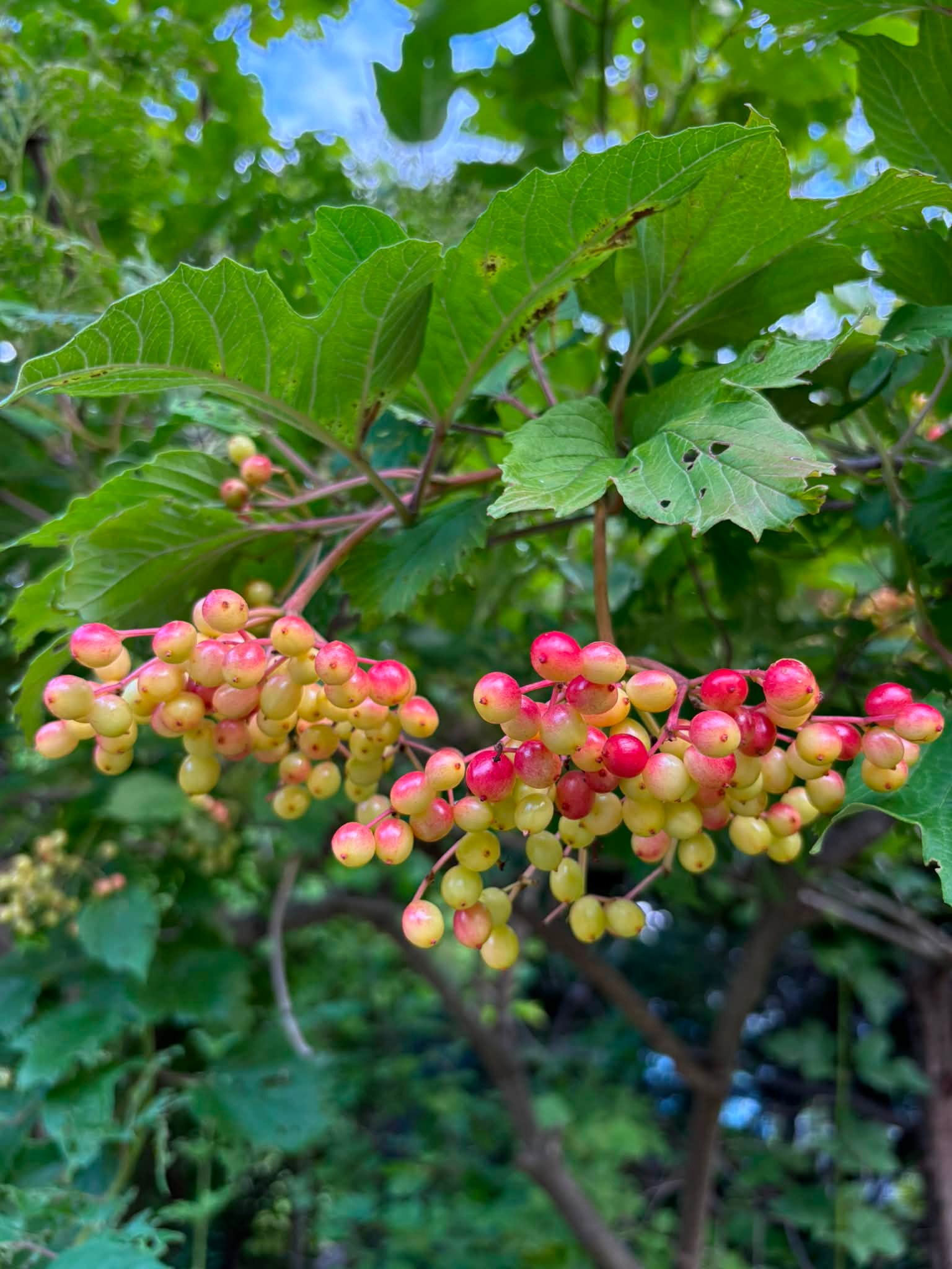 シロツメクサ(白詰草) 別名=クローバー 花言葉=「私を思って」「約束