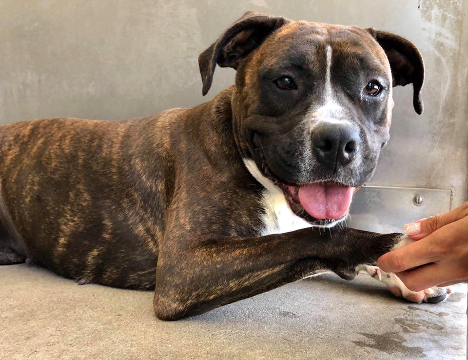 Save SBC Shelter Friends - ADOPTED 7/18/19 JOSIE ID #A525491 Available ...
