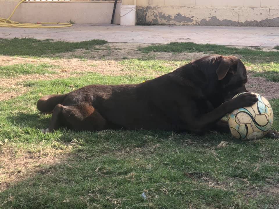 Kuwait Labrador Retriever Kennel | Kuwait City