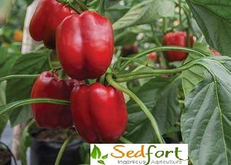 Seedforth Agro - Red Jet RZ F1 is a Sweet Pepper hybrid... | Facebook