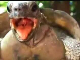 Turtle porn - Turtle porn 4 ever <3 | Facebook