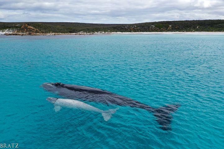 Meet baby Djilba! 🐋😍 The white... - ABC Great Southern