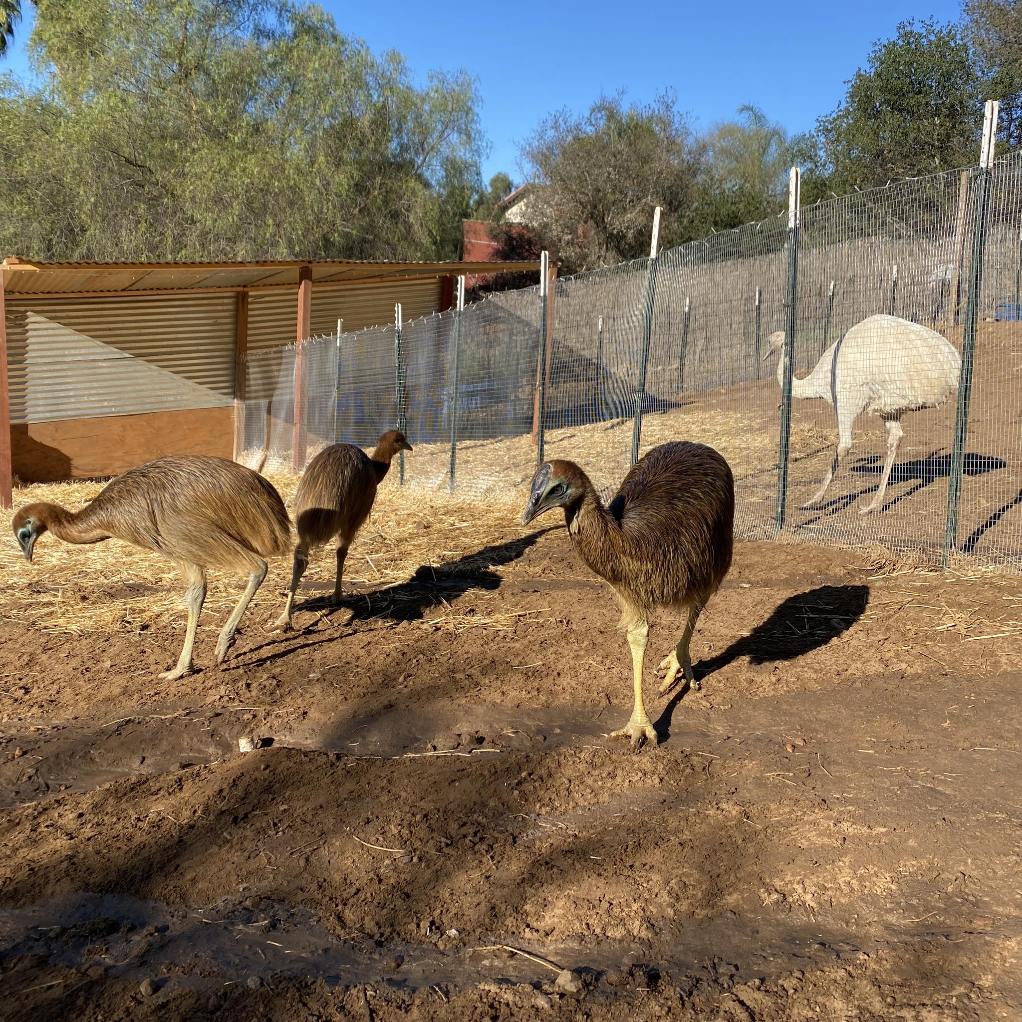 Long Neck Ranch & Exotics