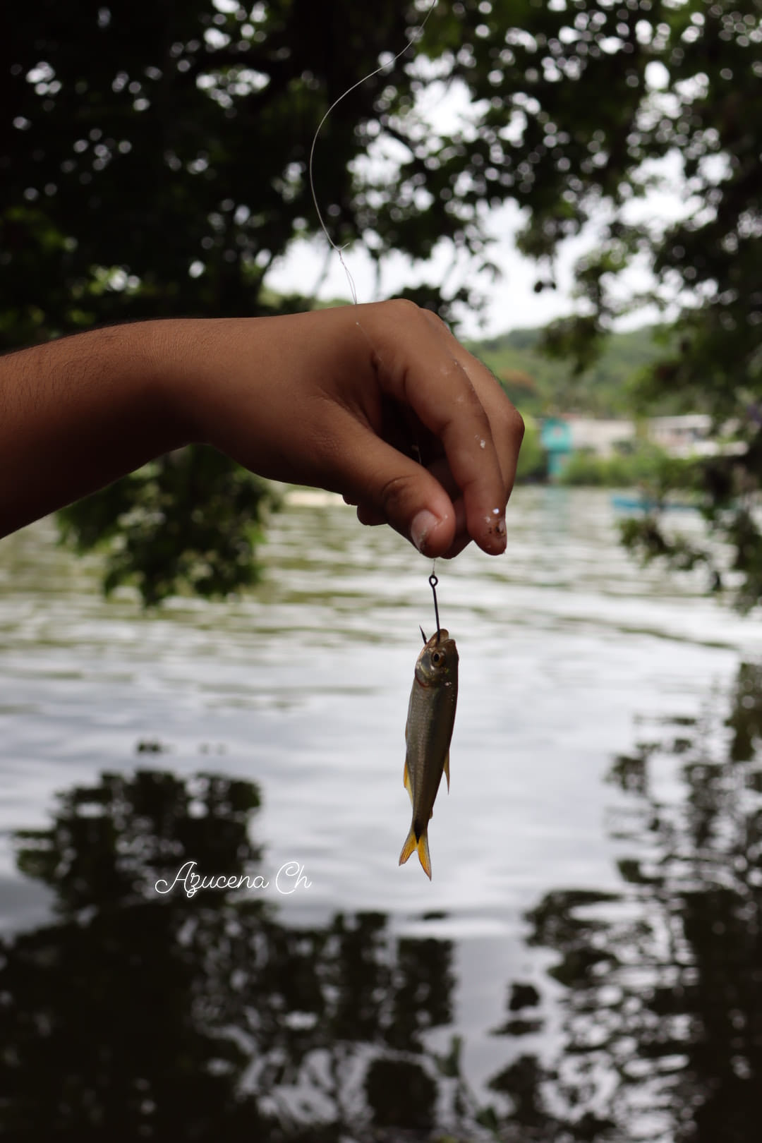 Azucena - Pepesca (Astyanax aeneus) es una especie de pez de la familia ...