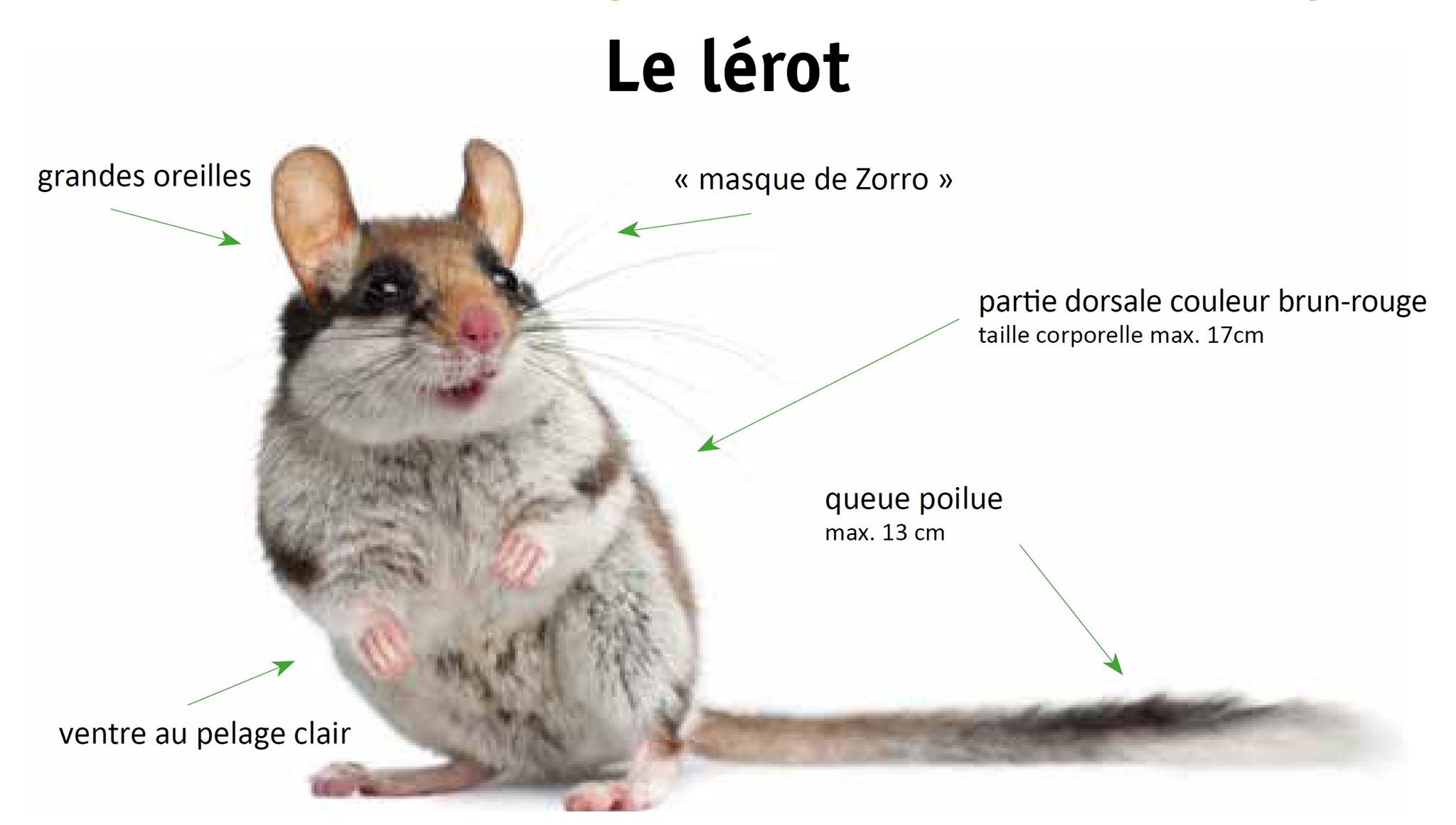 sicona-naturschutzsyndikat-le-l-rot-eliomys-quercinus-lu