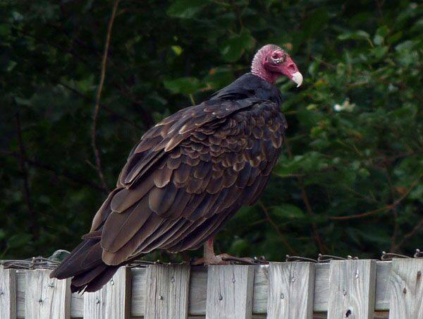 **Let's Start Off... - Raptor Rehabilitation of Kentucky Inc
