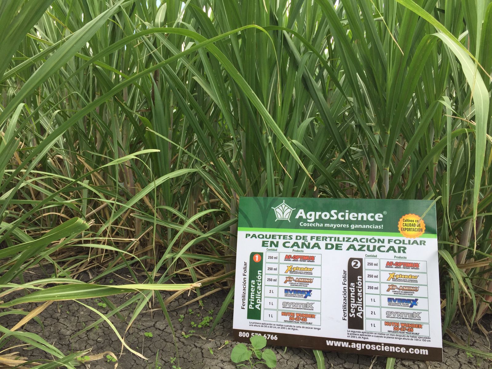 AgroScience - ¿Sabes toda la nutrición que necesita tu...