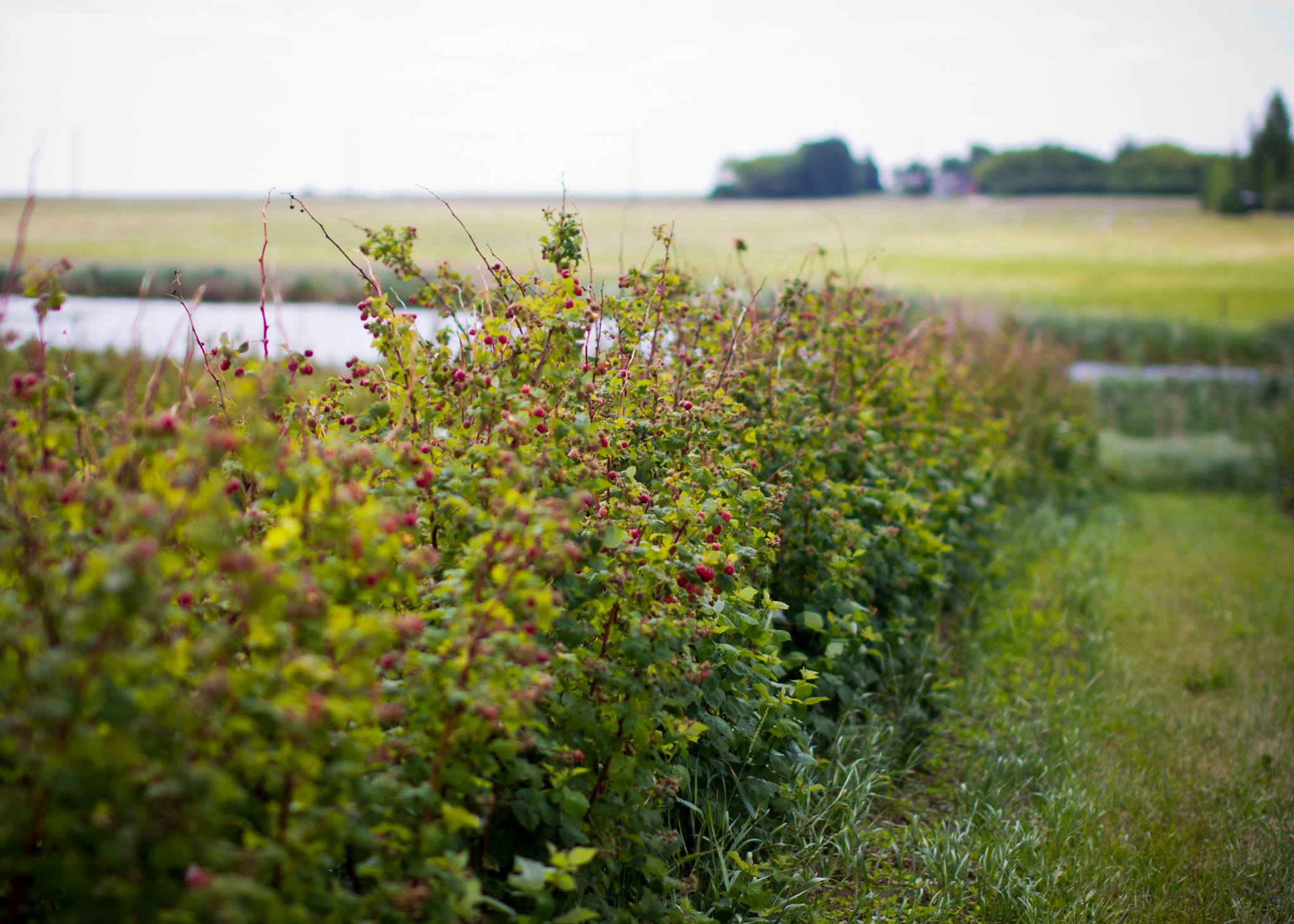 Rhodes' Raspberries and Black Currants | Saskatoon SK