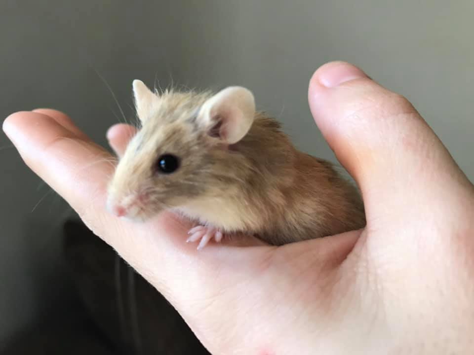 FluffyFriends Mousery | Perth WA